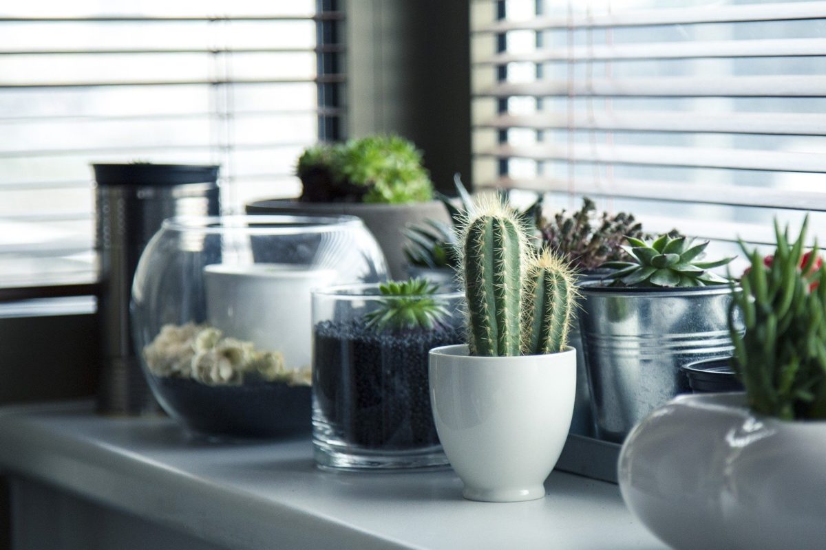 Embrace Life with 10 Lucky Plants That Bring Good Luck and Wealth